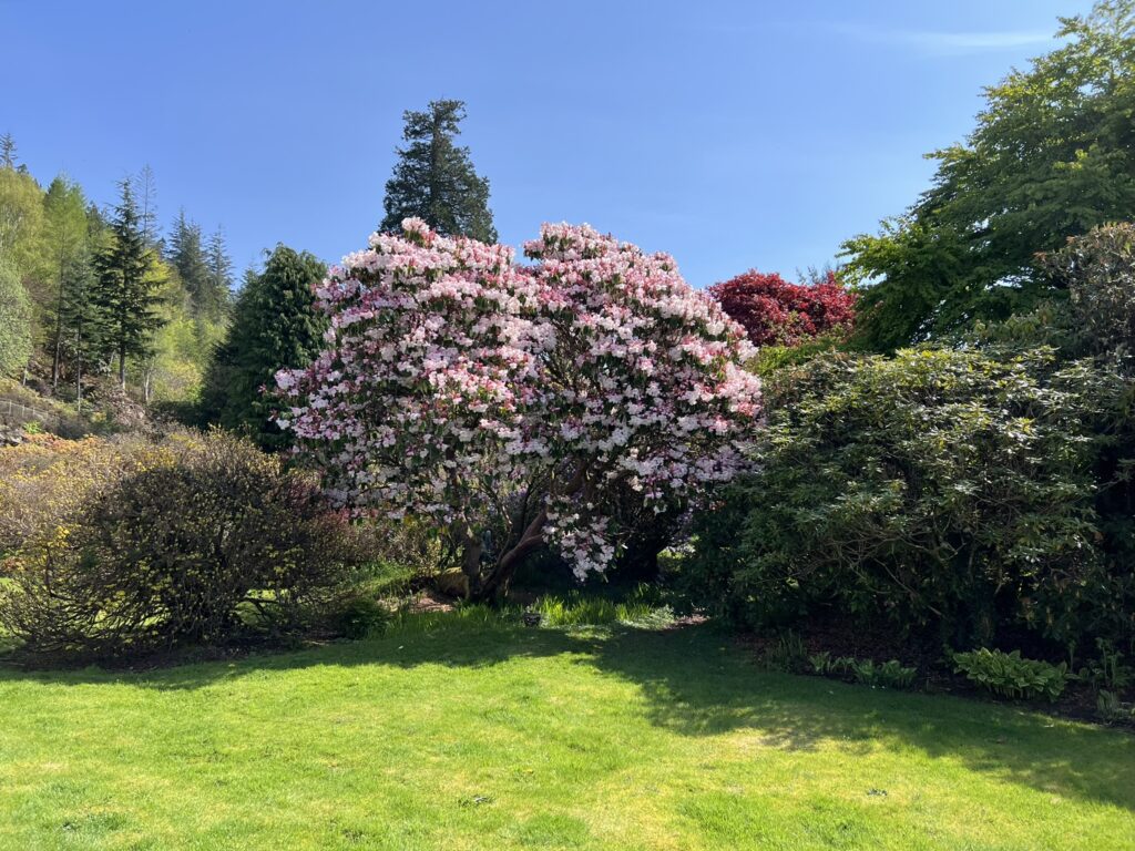 Pink              blossom at Attadale Gardens